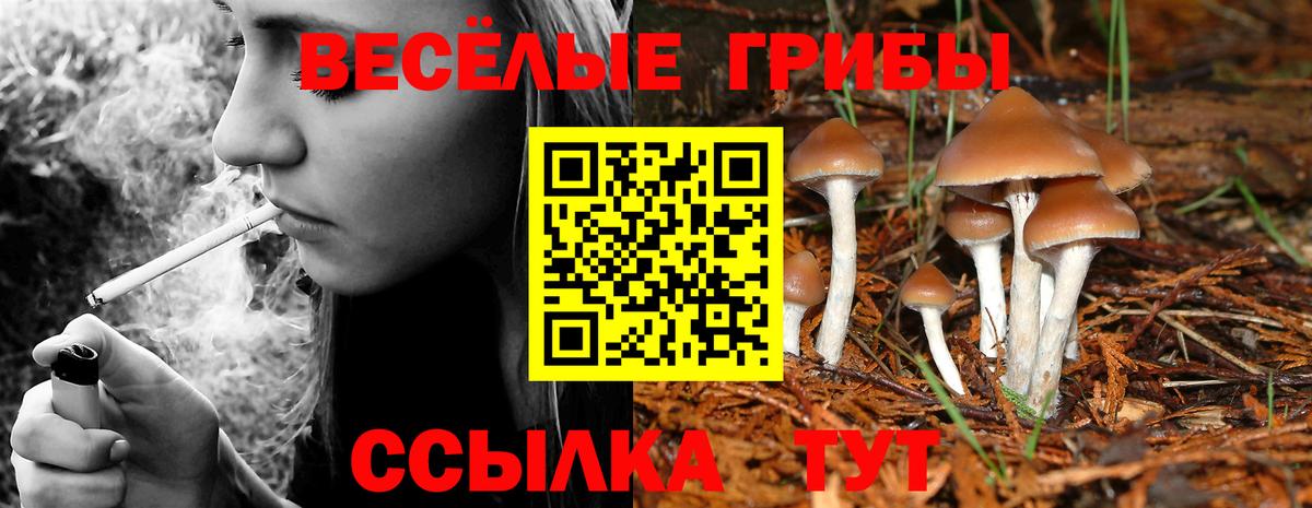 Псилоцибиновые грибы мицелий Йошкар-Ола